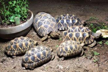 Landschildkröten kaufen und verkaufen Foto: Geochelone Platynota - males