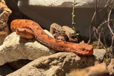 Giftschlangen kaufen und verkaufen Foto: Vipera ammodytes 1.1 Nz16/17 Skutari See Rot