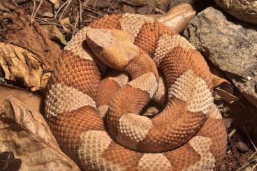 Giftschlangen kaufen und verkaufen Foto: Agkistrodon laticinctus Crotalus viridis 