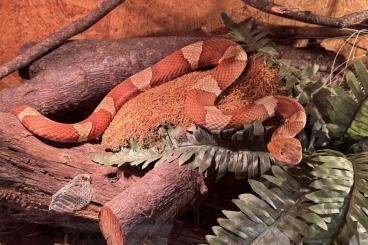 Giftschlangen kaufen und verkaufen Foto: Crotalus viridis & Agkistrodon laticinctus 