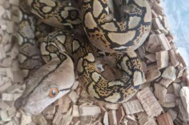 Pythons kaufen und verkaufen Foto: Python reticulatus aztec mocha usw