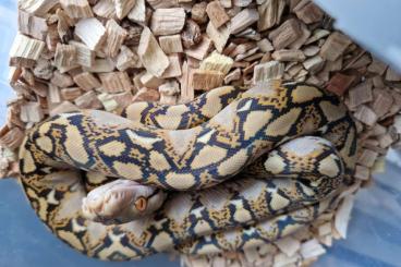 Pythons kaufen und verkaufen Foto: Python reticulatus aztec mocha usw