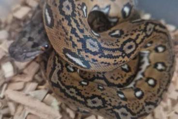 Pythons kaufen und verkaufen Photo: Python reticulatus aztec mocha usw