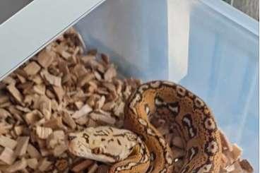 Pythons kaufen und verkaufen Photo: Python reticulatus 2024 NZ