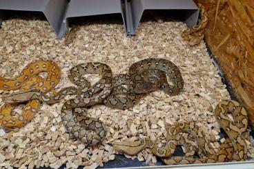 Pythons kaufen und verkaufen Photo: Python reticulatus 2024 NZ SALE