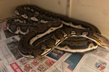 Pythons kaufen und verkaufen Foto: Puthon Reticulatus aztec tiger