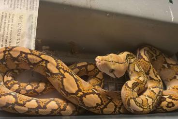 Pythons kaufen und verkaufen Photo: 2024 Python Reticulatus EN