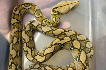 Pythons kaufen und verkaufen Foto: Python Reticulatus 2024. 