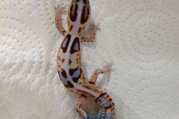 Geckos kaufen und verkaufen Photo: Fat tail geckos 2021 Hemitheconyx caudicinctus
