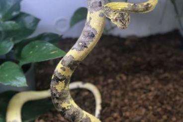Snakes kaufen und verkaufen Photo: 1.0 Corallus hortulanus, Paradox! 950€!! Snakes kaufen und verkaufen Photo: 1.0 Corallus hortulanus, Paradox! 950€!!