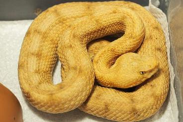 Venomous snakes kaufen und verkaufen Photo: 2.1 Porthidium lansbergi rozei YELLOW 