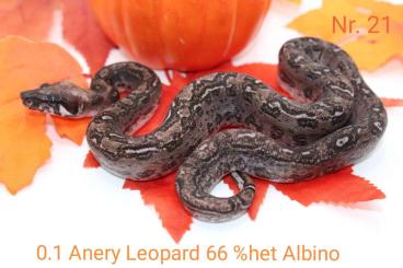 Boas kaufen und verkaufen Foto: 0.1Anery leopard 66%het albino 