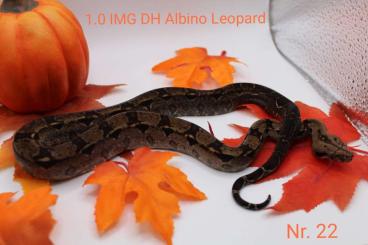 Boas kaufen und verkaufen Foto: 1.0 img Dh Albino Leopard 