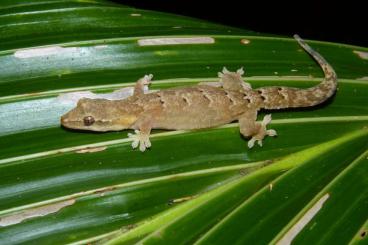 Geckos kaufen und verkaufen Photo: Lepidodactylus lugubris NZ 24