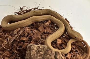 Snakes kaufen und verkaufen Photo: Elaphe carinata carinata high yellow line het albino