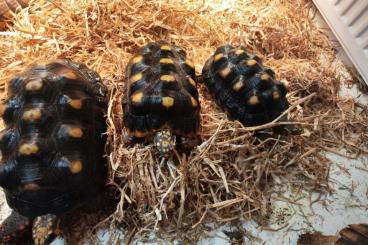 Landschildkröten kaufen und verkaufen Foto: Köhlerschildkröten 1.2  TOP Zuchtpaar