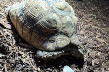 Landschildkröten kaufen und verkaufen Foto: Pantherschildkröte stigmochelys pardalis 