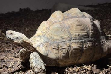 Landschildkröten kaufen und verkaufen Foto: Pantherschildkröte stigmochelys pardalis