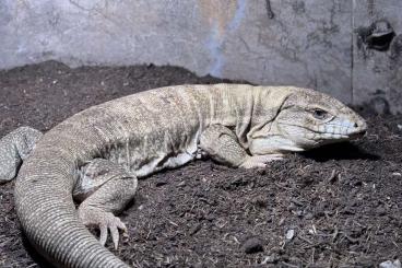 andere Echsen kaufen und verkaufen Foto: Teju Tegu (anery hypo). Jungtiere 