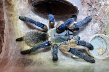 - bird spiders kaufen und verkaufen Photo: Monocentropus balfouri (Blaue Jemen Vogelspinne)