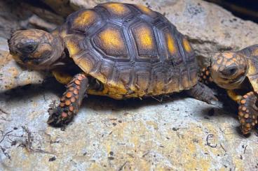 Tortoises kaufen und verkaufen Photo: Köhlerschildkröten Jungtiere NZ22