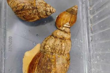 Mollusca kaufen und verkaufen Photo: Achatschnecken (achatina)