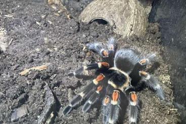 - bird spiders kaufen und verkaufen Photo: Diverse Vogelspinnen abzugeben