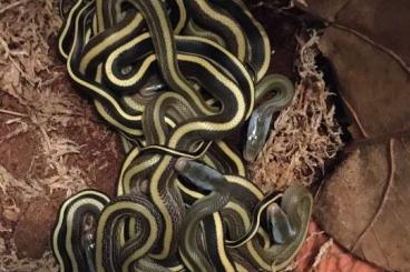 Snakes kaufen und verkaufen Photo: Orthriophis teaniurus ridleyi