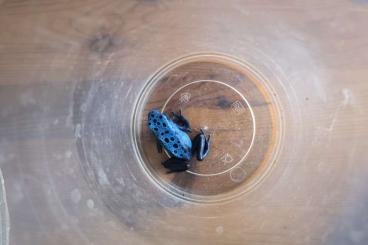 Pfeilgiftfrösche kaufen und verkaufen Foto: Dendrobates Tinctorius Azureus 0.1