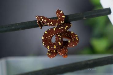 Schlangen kaufen und verkaufen Foto: Morelia Viridis 0.0.4 Calico/Sorong CB 04/2024