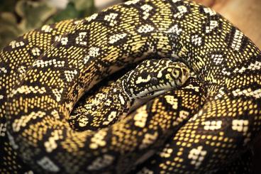 Schlangen kaufen und verkaufen Foto: Morelia Spilota Spilota Diamantpython 2.2 born at July 24 available