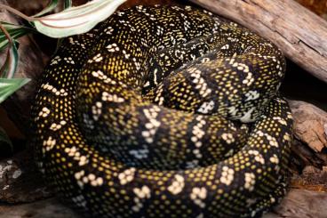 Schlangen kaufen und verkaufen Foto: Morelia Spilota Spilota Diamantpython 2.2 born at July 24 available