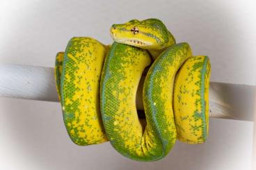 Schlangen kaufen und verkaufen Photo: Morelia Viridis Kinglinemale from feb. 2024 availible! Schlangen kaufen und verkaufen Photo: Morelia Viridis Kinglinemale from feb. 2024 availible!