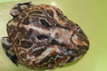 frogs kaufen und verkaufen Photo: Ceratophrys aurita 0.0.1 abzugeben 85€