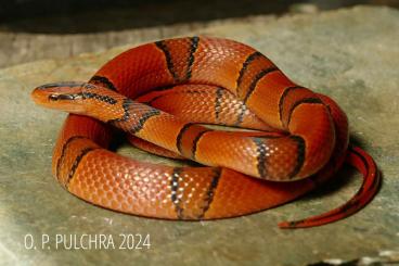 Snakes kaufen und verkaufen Photo: Oreocryptophis porphyraceus pulchra