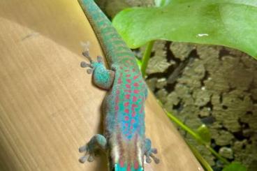 Geckos kaufen und verkaufen Photo: Phelsuma Ornata Montagne Cocotte 0.1.4 
