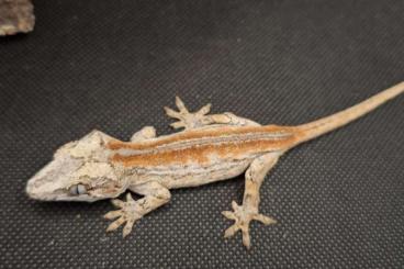 Geckos kaufen und verkaufen Foto: 0.0.3 Rhacodactylus Auriculatus DNZ