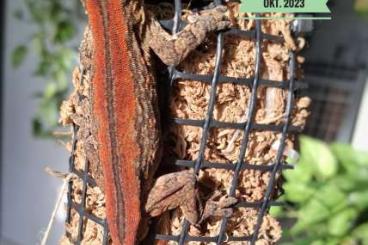 Geckos kaufen und verkaufen Foto: Rhacodactylus Auriculatus DNZ