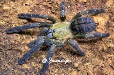 - bird spiders kaufen und verkaufen Photo: Biete für Hamm 08.03 slings