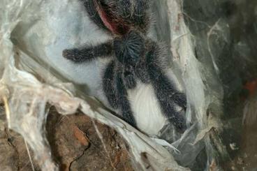 - bird spiders kaufen und verkaufen Photo: Avicularia variegata and other