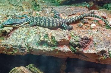 Monitor lizards kaufen und verkaufen Photo: CB 2023 Varanus glauerti 