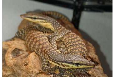 Monitor lizards kaufen und verkaufen Photo:  0,0,5 Varanus glauerti CB22