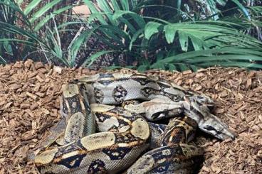 Boas kaufen und verkaufen Foto: BCI Costa Rica Reinrassig