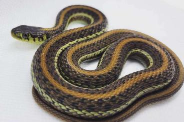 Snakes kaufen und verkaufen Photo: Thamnophis eques diluvialis 0.0.6