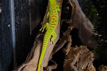 Lizards kaufen und verkaufen Photo: Phelsuma grandis HIGH RED male 2022