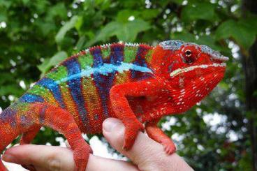 Lizards kaufen und verkaufen Photo: Furcifer pardalis ambilobe red 0.2 HIGH RED FEMALES