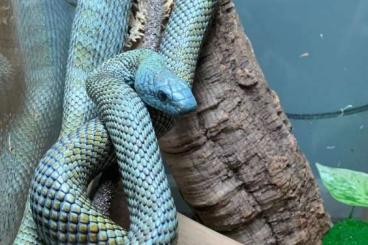 Schlangen kaufen und verkaufen Foto: Looking for Kunashir island japanese ratsnakes! 