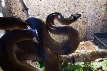 Snakes kaufen und verkaufen Photo: 0.2 Leiopython Albertisii