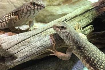 Lizards kaufen und verkaufen Photo: Suche Dipsosaurus dorsalis 