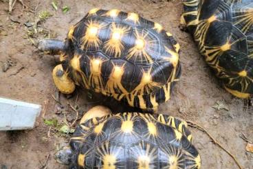 Turtles and Tortoises kaufen und verkaufen Photo: Groupe de Radiata adultes